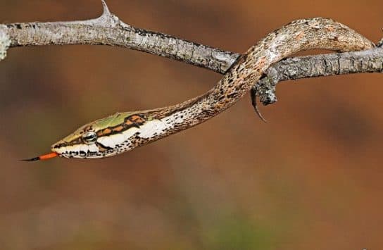 Animals in Africa – a list of animal species with photos and descriptions |  Beasts of Africa