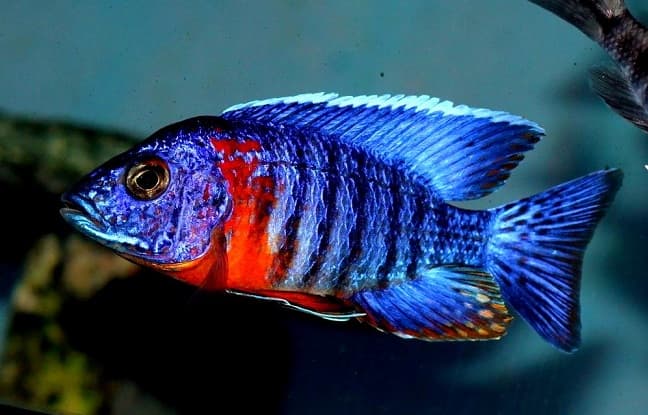 Animals in Africa – a list of animal species with photos and descriptions |  Beasts of Africa