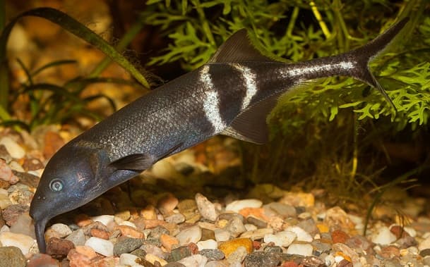 Animals in Africa – a list of animal species with photos and descriptions |  Beasts of Africa