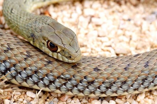 Animals in Africa – a list of animal species with photos and descriptions |  Beasts of Africa