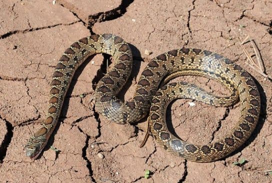 Animals in Africa – a list of animal species with photos and descriptions |  Beasts of Africa