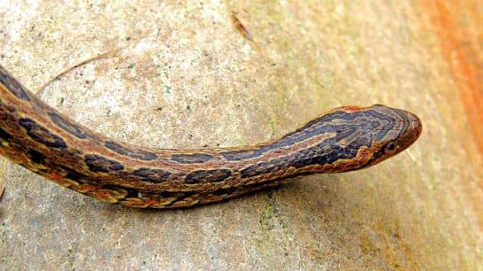 Animals in Africa – a list of animal species with photos and descriptions |  Beasts of Africa