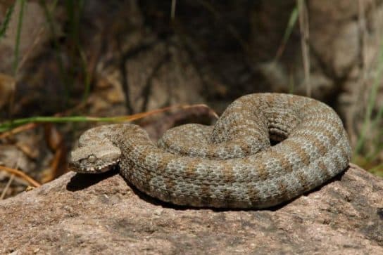 Animals in Africa – a list of animal species with photos and descriptions |  Beasts of Africa