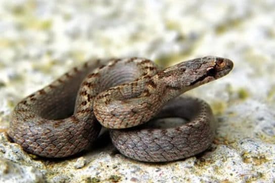 Animals in Africa – a list of animal species with photos and descriptions |  Beasts of Africa