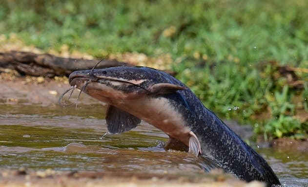 Animals in Africa – a list of animal species with photos and descriptions |  Beasts of Africa