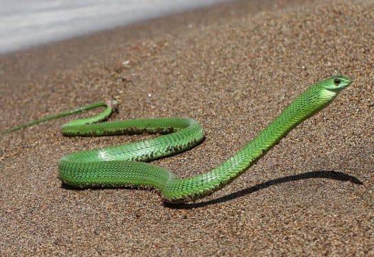 Animals in Africa – a list of animal species with photos and descriptions |  Beasts of Africa