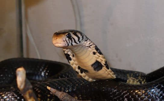 Animals in Africa – a list of animal species with photos and descriptions |  Beasts of Africa