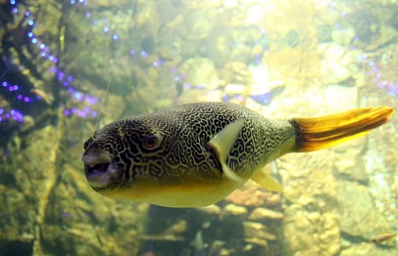 Animals in Africa – a list of animal species with photos and descriptions |  Beasts of Africa