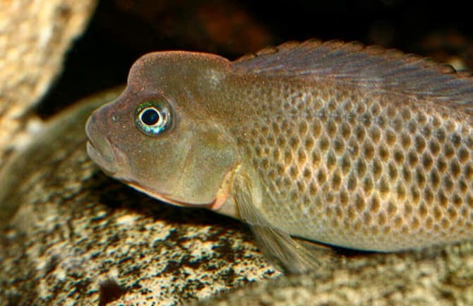 Animals in Africa – a list of animal species with photos and descriptions |  Beasts of Africa