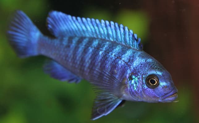 Animals in Africa – a list of animal species with photos and descriptions |  Beasts of Africa