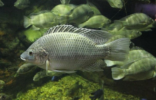 Animals in Africa – a list of animal species with photos and descriptions |  Beasts of Africa