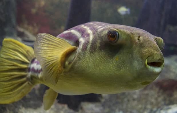 Animals in Africa – a list of animal species with photos and descriptions |  Beasts of Africa