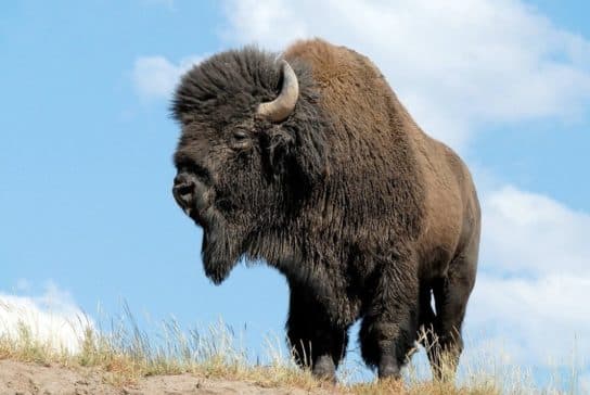 Ruminants – members of the family, especially, the stomach of ruminants