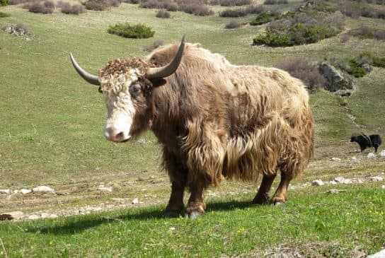 Ruminants – members of the family, especially, the stomach of ruminants