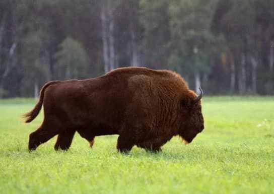 Ruminants – members of the family, especially, the stomach of ruminants