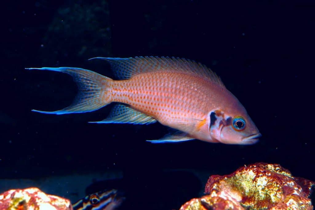 Animaux en Afrique – une liste d&rsquo;esp&egrave;ces animales avec photos et descriptions |  B&ecirc;tes d&rsquo;Afrique