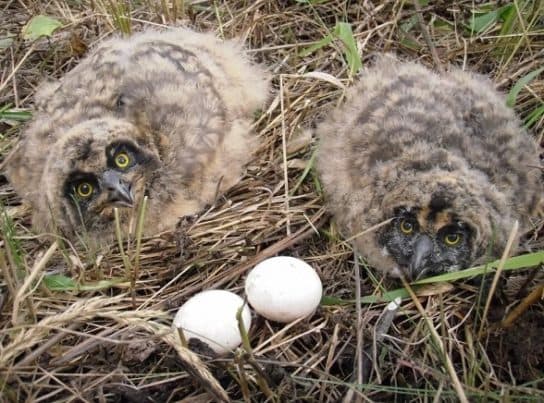 Hibou des marais du Livre rouge – photo et description, vid&eacute;o, faits int&eacute;ressants, voix