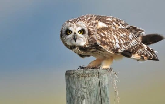 Hibou des marais du Livre rouge – photo et description, vidéo, faits intéressants, voix