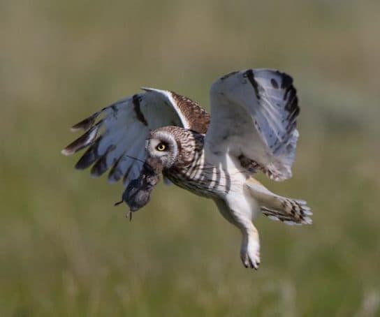 Que mange un hibou des marais ? Hibou des marais du Livre rouge – photo et description, vidéo, faits intéressants, voix
