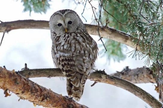 Long-tailed owl – photo and description of an owl from the Red Book, listen to the voice