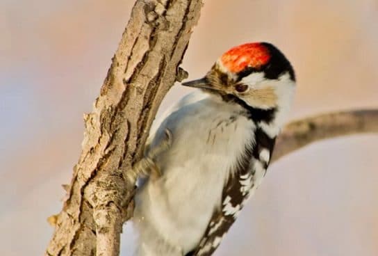 Pic &eacute;peiche – photo et description, o&ugrave; il vit et ce qu&rsquo;il mange, voix
