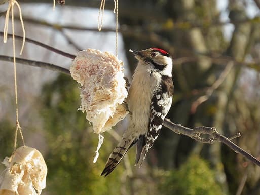 Pic &eacute;peiche – photo et description, o&ugrave; il vit et ce qu&rsquo;il mange, voix