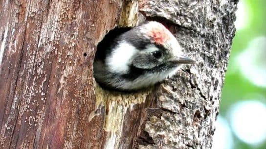 Pic &eacute;peiche – photo et description, o&ugrave; il vit et ce qu&rsquo;il mange, voix
