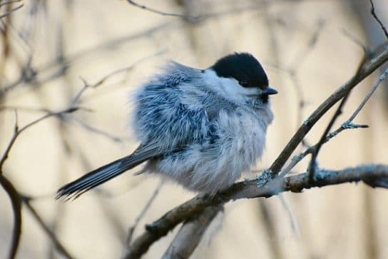 City birds – photos with the names of birds of the urban environment, species, list