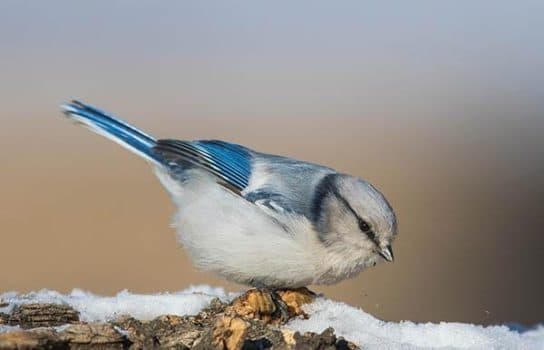 City birds – photos with the names of birds of the urban environment, species, list