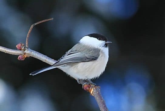City birds – photos with the names of birds of the urban environment, species, list