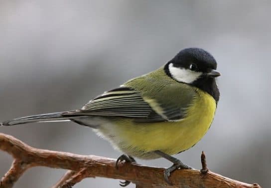 City birds – photos with the names of birds of the urban environment, species, list