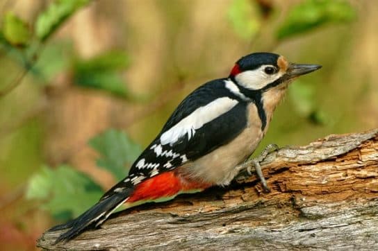 City birds – photos with the names of birds of the urban environment, species, list