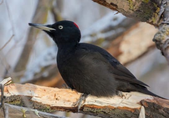 City birds – photos with the names of birds of the urban environment, species, list