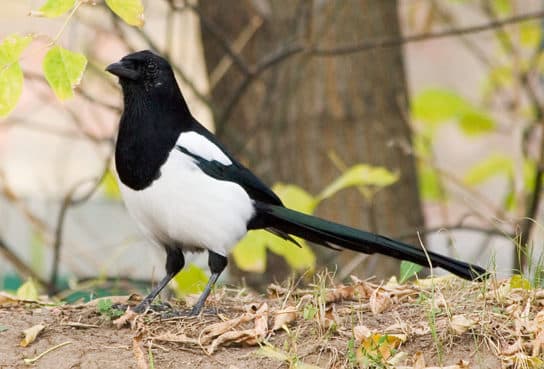 City birds – photos with the names of birds of the urban environment, species, list