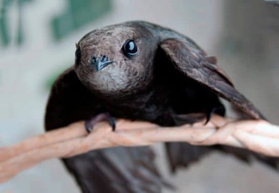 City birds – photos with the names of birds of the urban environment, species, list