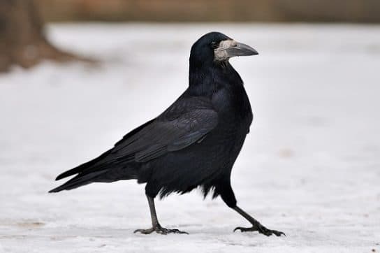 City birds – photos with the names of birds of the urban environment, species, list