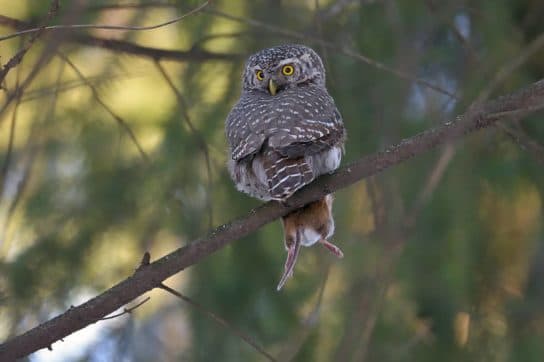 City birds – photos with the names of birds of the urban environment, species, list