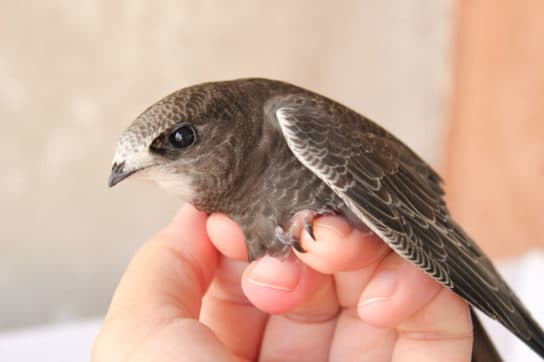 City birds – photos with the names of birds of the urban environment, species, list