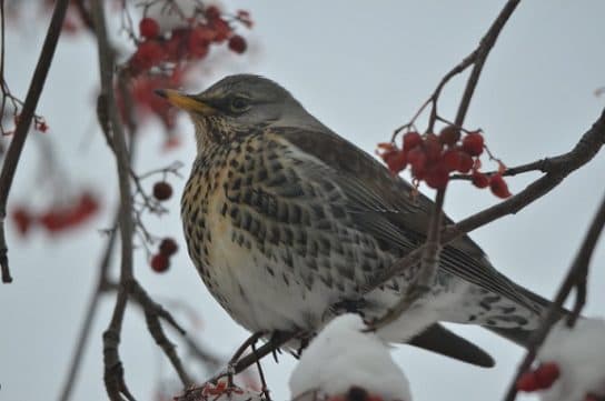 City birds – photos with the names of birds of the urban environment, species, list