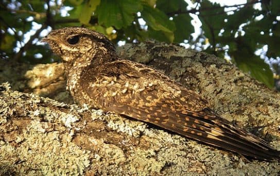 City birds – photos with the names of birds of the urban environment, species, list