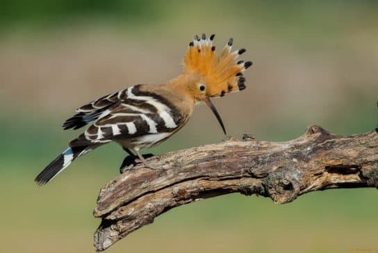 City birds – photos with the names of birds of the urban environment, species, list