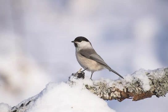 Teta de cabeza marr&oacute;n Pukhlyak: una foto y descripci&oacute;n de una teta, c&oacute;mo se ve, lo que come el p&aacute;jaro
