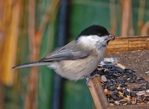 Teta de cabeza marr&oacute;n Pukhlyak: una foto y descripci&oacute;n de una teta, c&oacute;mo se ve, lo que come el p&aacute;jaro