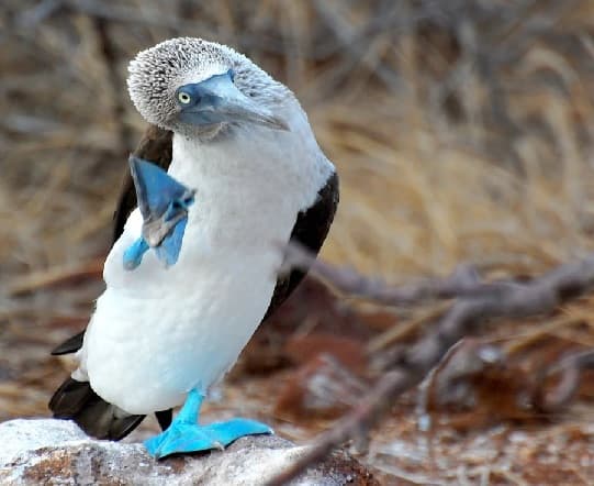 Atob&aacute;s-de-p&eacute;s-azuis – fotos e v&iacute;deos do p&aacute;ssaro onde vive, fatos interessantes