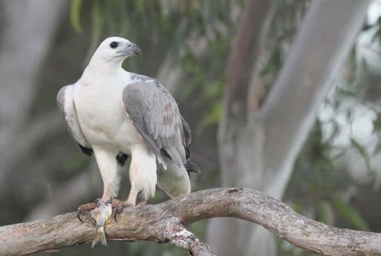 Birds of the hawk family: una lista con fotos y nombres de aves rapaces