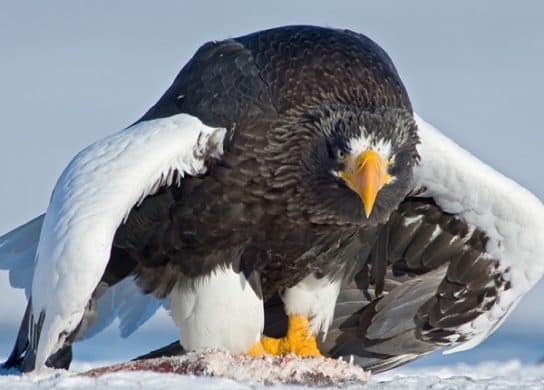 Birds of the hawk family: una lista con fotos y nombres de aves rapaces