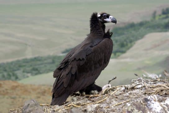 Birds of the hawk family: una lista con fotos y nombres de aves rapaces