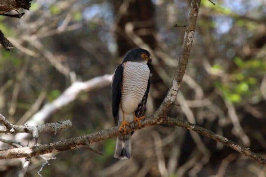Birds of the hawk family: una lista con fotos y nombres de aves rapaces