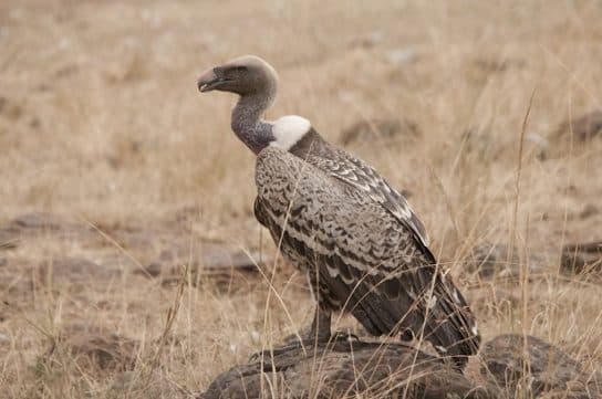 Birds of the hawk family: una lista con fotos y nombres de aves rapaces