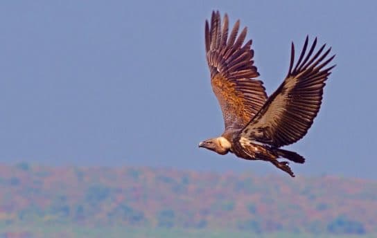 Birds of the hawk family: una lista con fotos y nombres de aves rapaces